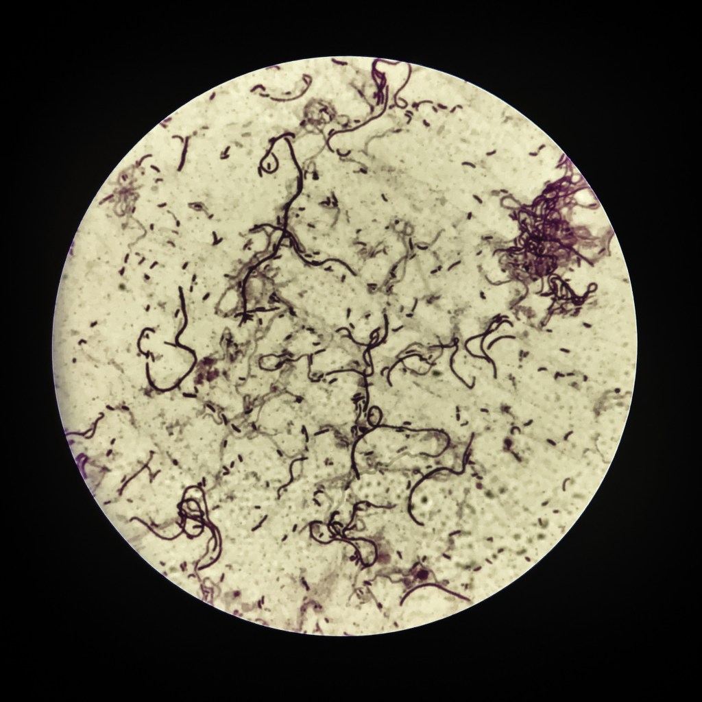 Los textos de las bacterias. El Quorum&nbsp;sensing