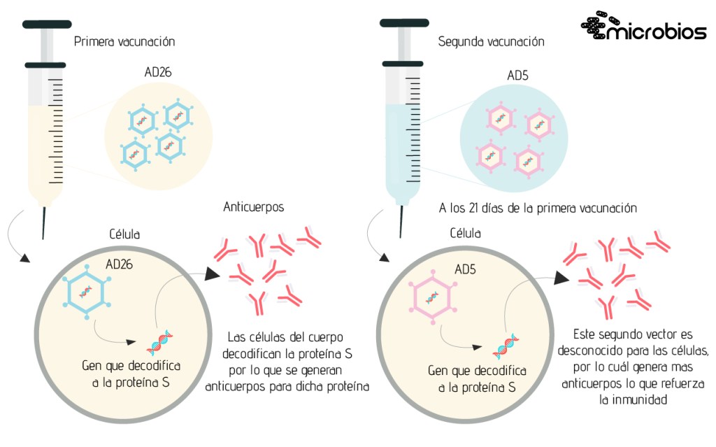 vacuna-rusa-microbios